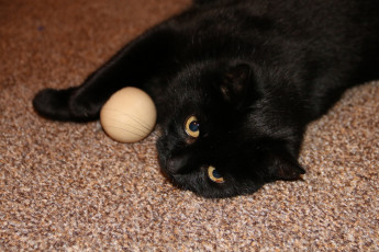 Картинка черный+кот животные коты кот животное фауна взгляд цвет поза шарик