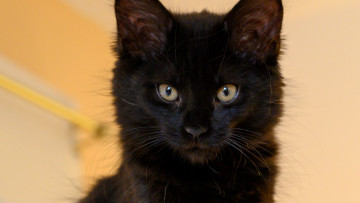 Картинка черный+кот животные коты кот животное фауна взгляд цвет