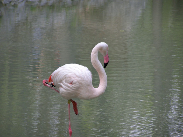Обои картинки фото животные, фламинго