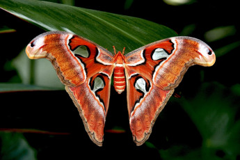Картинка животные бабочки крылья большой