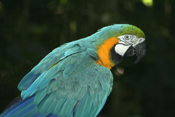 Картинка животные попугаи разноцветные перья