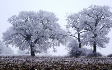 Картинка природа деревья снег зима
