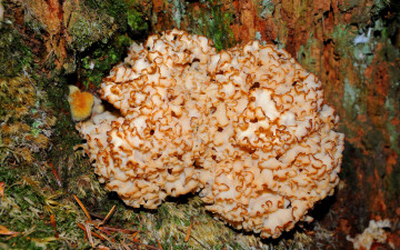 Картинка природа грибы лес дерево