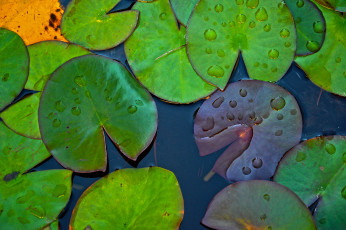 Картинка природа листья макро капли водоем