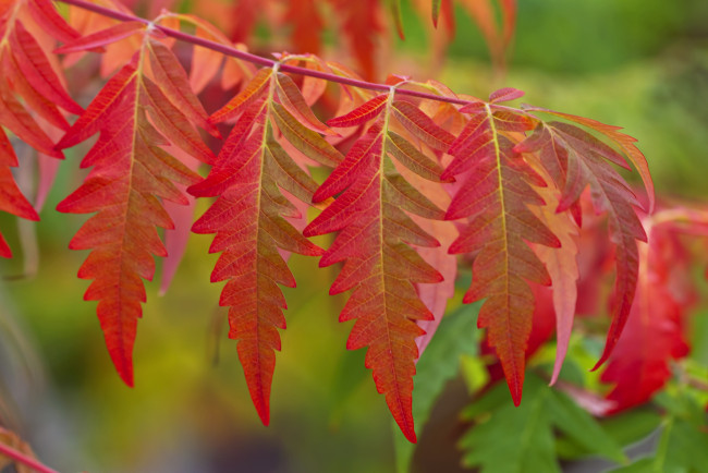 Обои картинки фото природа, листья, осень, ветка