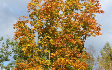 Картинка природа деревья осень клен