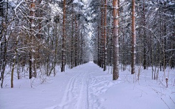 Картинка природа зима лес снег ели