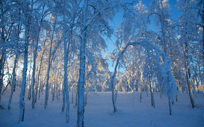 Обои картинки фото природа, лес, снег, лед, свет, зима, деревья