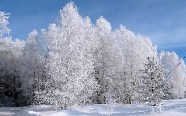 Обои картинки фото природа, зима, лес, иней, снег