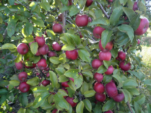 Картинка природа плоды яблоки ветки