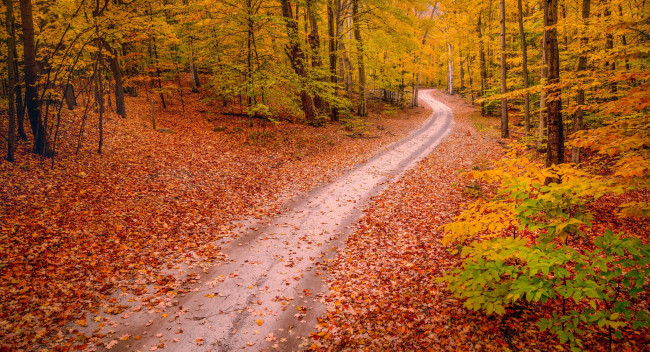 Обои картинки фото природа, дороги, осень, дорога, лес