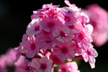 Картинка цветы флоксы розовые макро