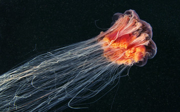 обоя животные, медузы, медуза, подводный, мир, организм, море, океан, вода, гидроидные, сцифоидные