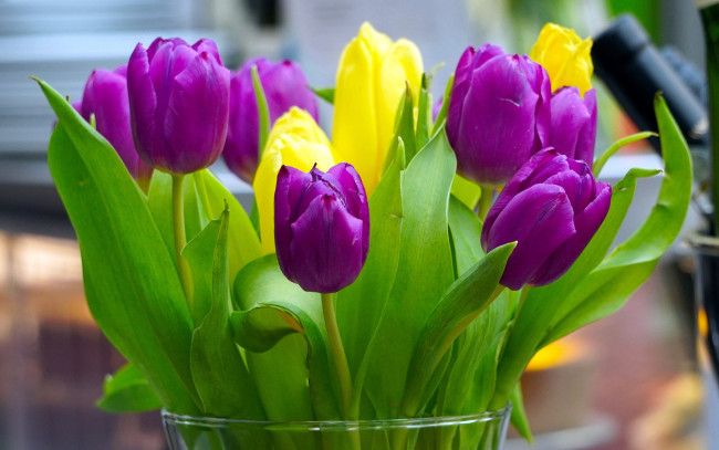 Обои картинки фото цветы, тюльпаны, букет, лиловые, желтые