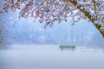 обоя природа, парк, дерево, ягоды, снег, скамейка