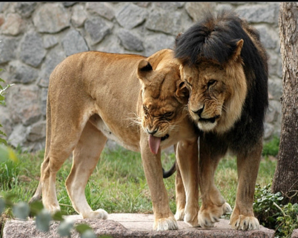 Обои картинки фото животные, львы