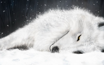 Картинка аниме wolf`s rain