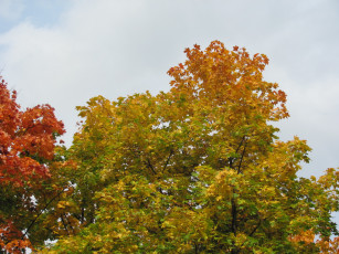 Картинка природа деревья осень краски клены