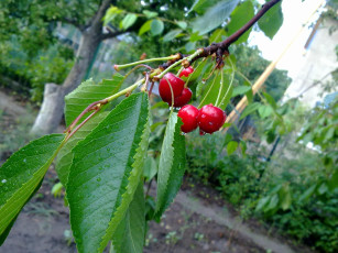 Картинка природа Ягоды ветка ягоды капли листья