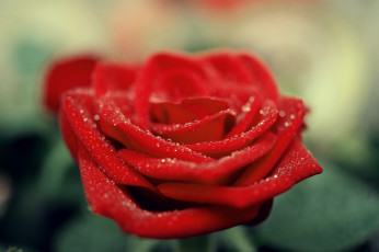 Картинка цветы розы капли бутон макро