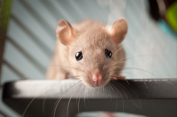 Картинка животные крысы мыши усы глаза любопытство