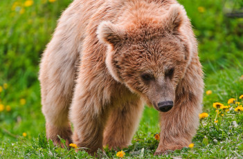 Картинка животные медведи большой одуванчики бурый