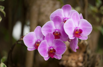 Картинка цветы орхидеи ветка розовый