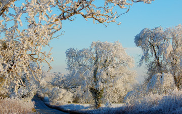 Картинка природа зима деревья иней