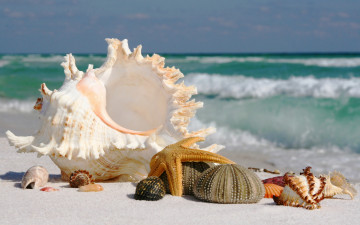 Картинка разное ракушки кораллы декоративные spa камни море песок берег