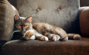 Картинка животные коты british shorthair