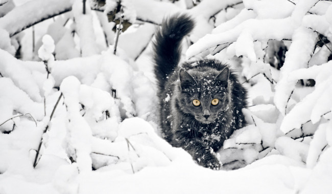 Обои картинки фото животные, коты, снег, зима, котэ