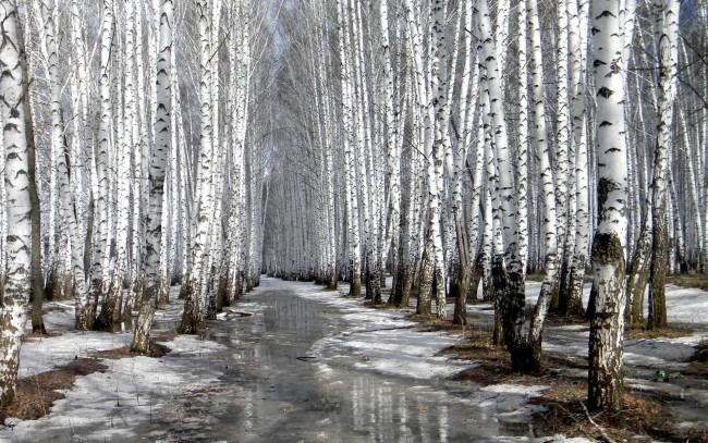 Обои картинки фото природа, лес, снег, дедевья