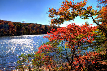 Картинка природа реки озера вода осень деревья