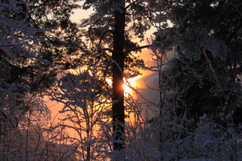 Картинка природа зима лес снег лучи