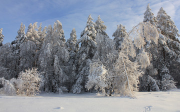 Картинка природа зима лес снег деревья