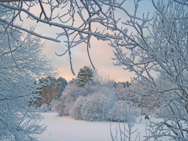 Обои картинки фото природа, зима, ветки, иней, деревья, снег