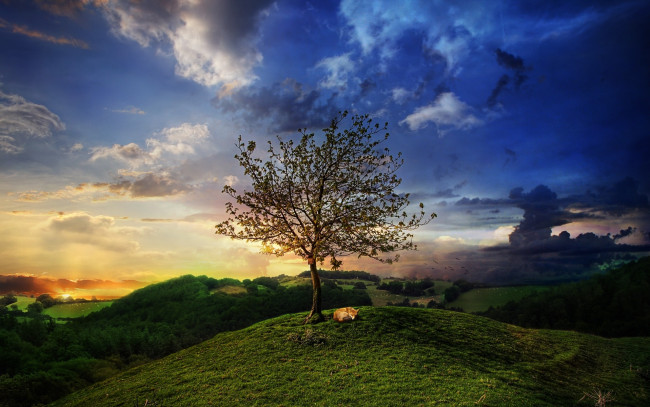 Обои картинки фото природа, деревья, закат, пригоро, дерево, трава