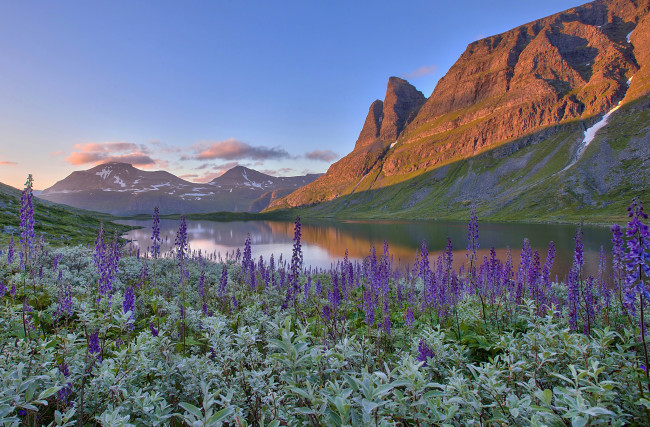 Обои картинки фото природа, реки, озера, горы, norway, норвегия, озеро, цветы, пейзаж