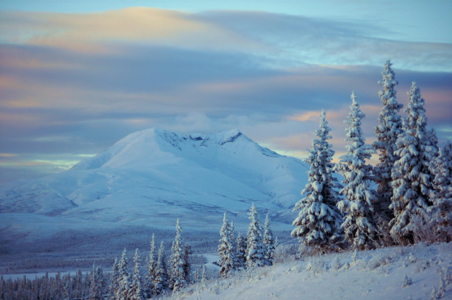 Обои картинки фото природа, зима, ели, alaska, аляска, снег, горы, деревья, пейзаж