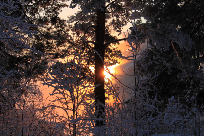 Обои картинки фото природа, зима, лес, снег, лучи