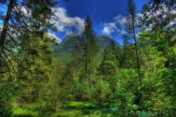 Картинка германия+бавария природа лес горы бавария германия