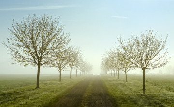 обоя природа, дороги, поля, деревья, туман, утро, весна