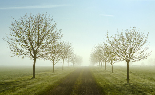 Обои картинки фото природа, дороги, поля, деревья, туман, утро, весна