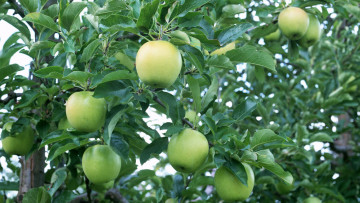Картинка природа плоды ветки листья яблоки