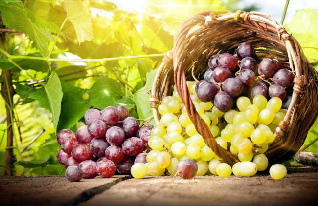 Обои картинки фото еда, виноград, ягоды, корзинка, лоза