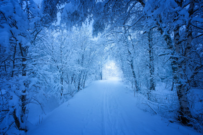 Обои картинки фото природа, зима, дорога, деревья, снег, норвегия