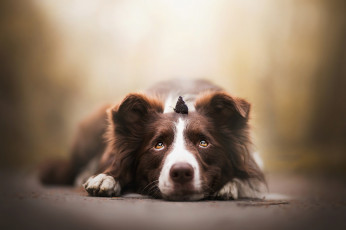 Картинка животные собаки пёс