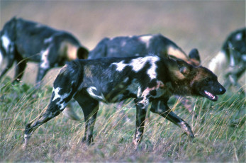 Картинка животные гиены +гиеновые+собаки саванна трава стая
