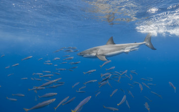 Картинка животные акулы акула рыбы море