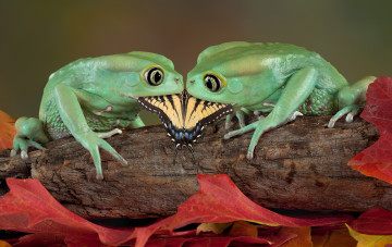 Картинка животные лягушки листья бревно бабочка